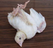 Encephalomalacia; Source: http://www.thepoultrysite.com/publications/6/diseases-of-poultry/218/vitamin-e-deficiency/