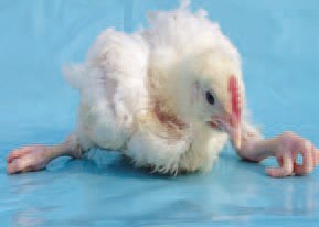 Curled toe paralysis; Source: http://www.thepoultrysite.com/publications/6/diseases-of-poultry/217/vitamin-b2-deficiency/