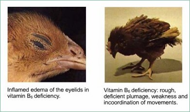 https://www.dsm.com/markets/anh/en_US/Compendium/poultry/vitamin_B6.html