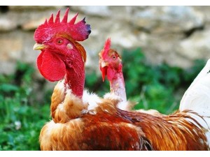 Naked-Necked-Rooster-3