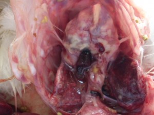 Aspergillosis in Poultry