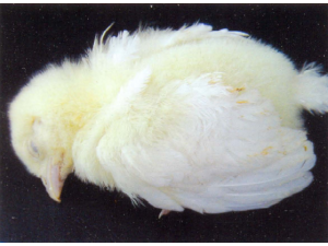 Fowl Paratyphoid