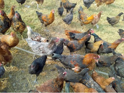 खुला छोडेर पालिने अर्गानिक कुखुरा (Free range organic chicken) का फाईदाहरु