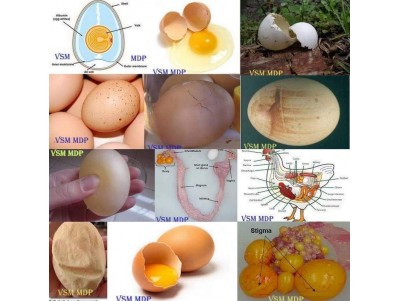 EGG SHELL: AN IMPORTANT POULTRY BY-PRODUCT