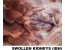 IBH (INCLUSION BODY HEPATITIS) IN CHICKEN