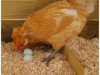 ROLE OF CHOLINE CHLORIDE IN POULTRY (LAYERS & BROILERS) FEED
