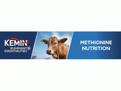 Balancing Amino Acids in Dairy Cow rations with KESSENT™ M, the most efficient source of rumen-protected methionine for ruminants