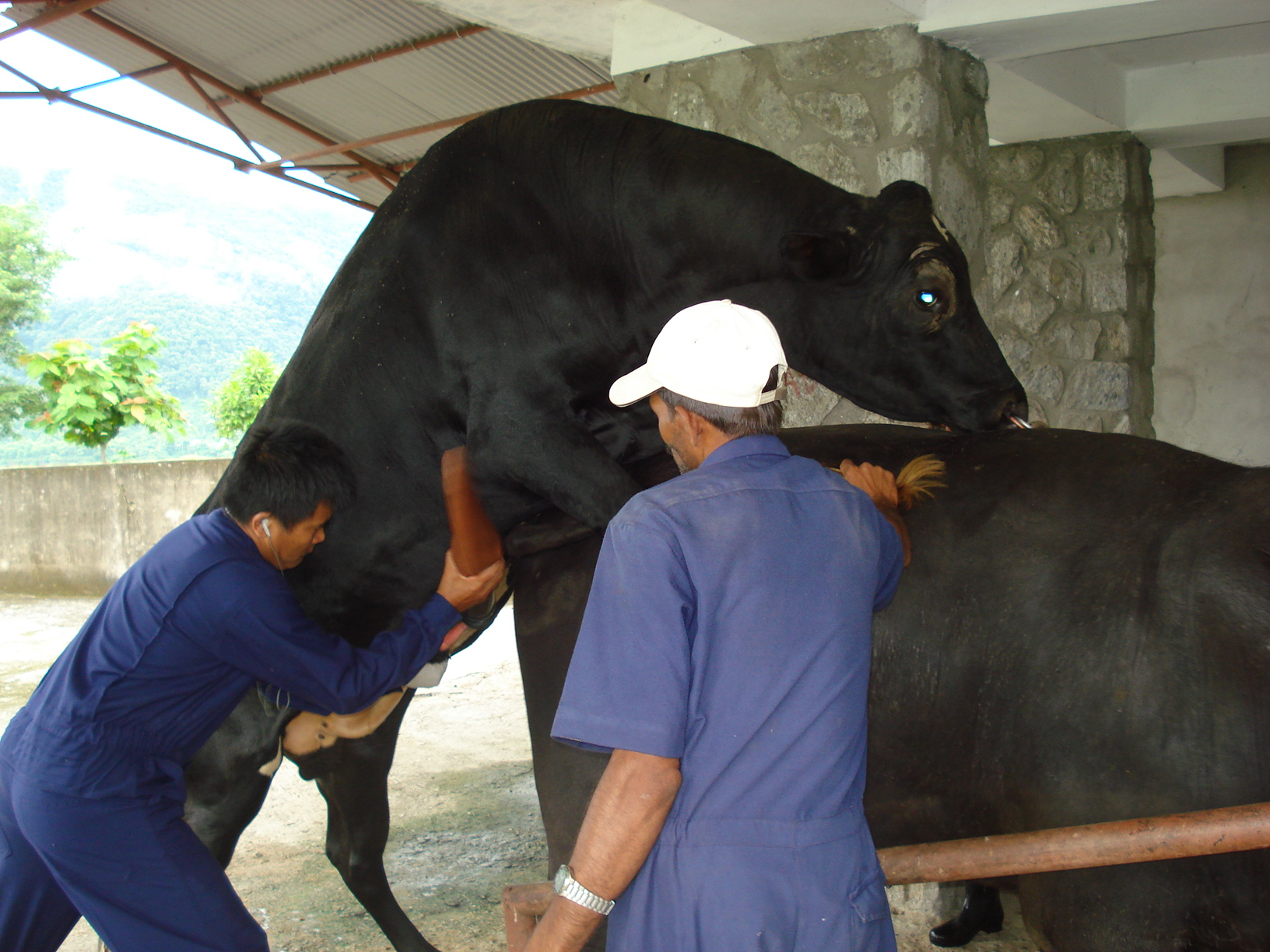 Quick Review on Animal Breeding | Vet Nepal